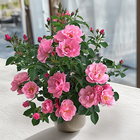 Роза чайно-гибридная Изнт Ши Прешез