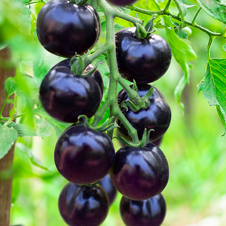 Фото Помидор Земба