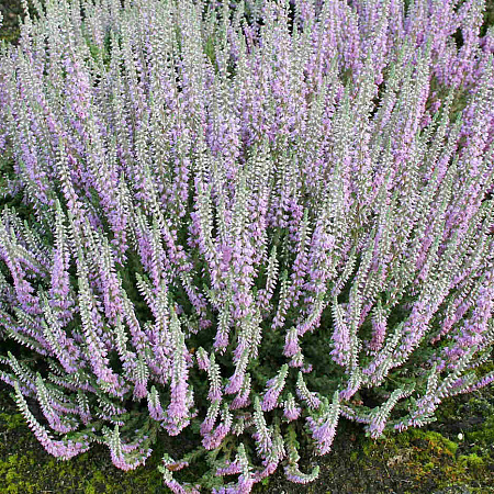 Фото Вереск обыкновенный Сильвер Найт