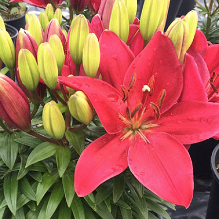 Фото Лилия азиатская горшечная Баззер
