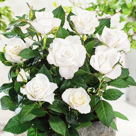 Фото Роза патио Сноу хит