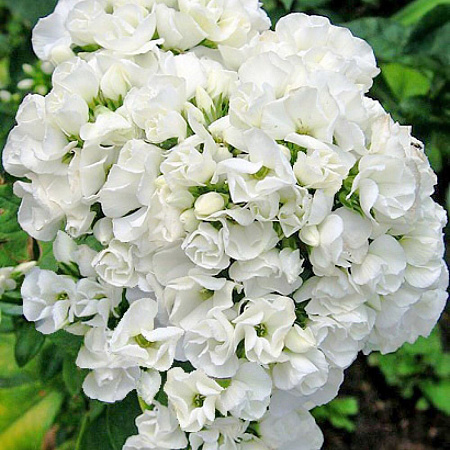 Фото Флокс метельчатый Дабл Тиара