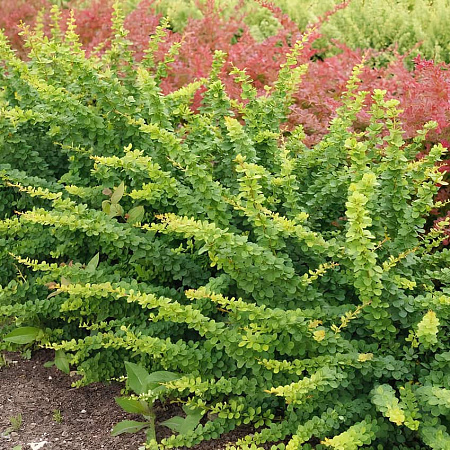 Фото Барбарис тунберга Грин орнамент