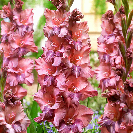 Фото Гладиолус Расти Чеснат