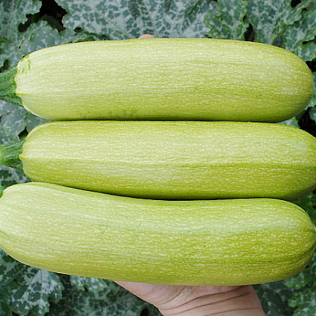 Фото Кабачок Шерхан F1 5шт