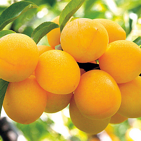 Слива Подарок Санкт-Петербургу