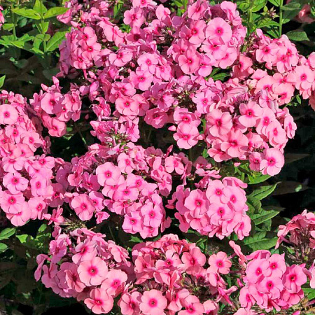 Фото Флокс метельчатый Джеффс Пинк