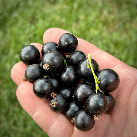 Фото Смородина черная Бен Хопен