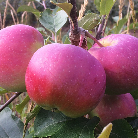 Фото Яблоня Степановское