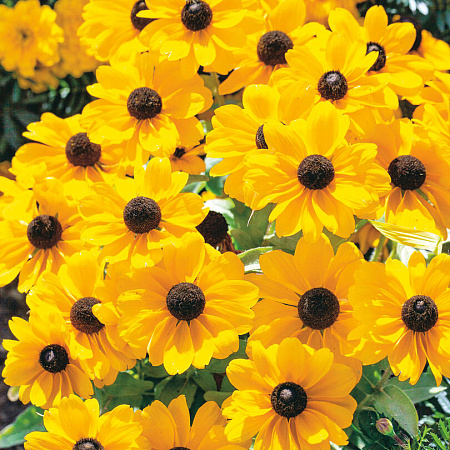 Фото Рудбекия Тото золотая