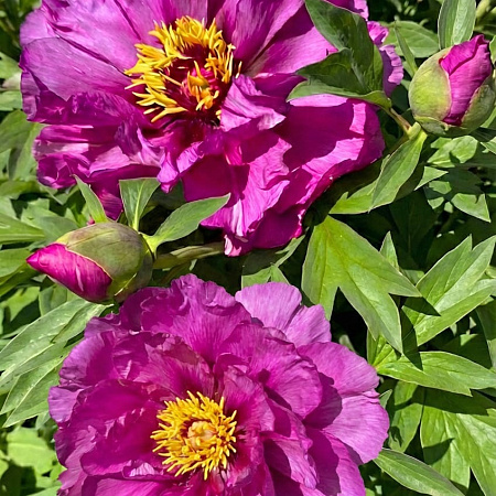 Фото Пион ИТО-гибрид Монинг Лилак