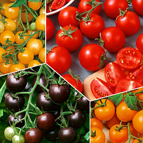 Набор цветных Черри