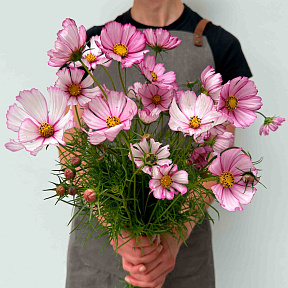 Космос Канди Страйп