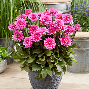 Георгин миниатюрный Мелоди Фанфар