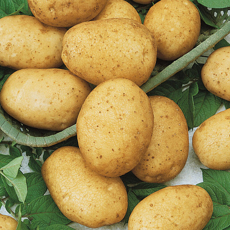 Фото Картофель Горняк