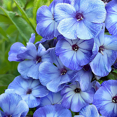 Флокс метельчатый Гжель