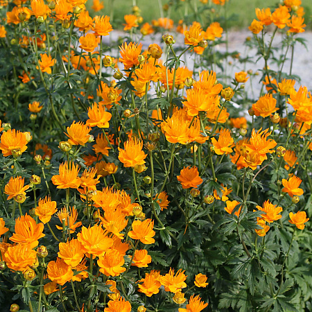 Фото Купальница китайская