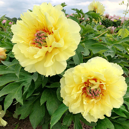 Фото Пион Гарден треже