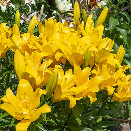 Фото Лилия азиатская махровая Сандью