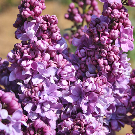 Фото Сирень обыкновенная Максимович