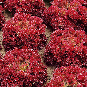 Салат Розан