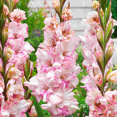 Гладиолус Краснодар