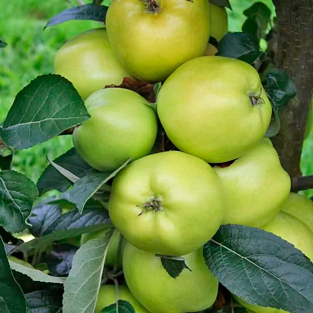 Фото Яблоня кустовая Кроха