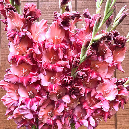 Фото Гладиолус Расти Чеснат