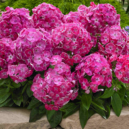 Фото Флокс метельчатый Бамбини свит тарт