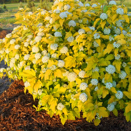 Фото Пузыреплодник Дартс Голд