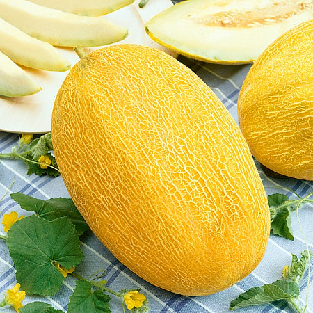 Фото Дыня Амал F1