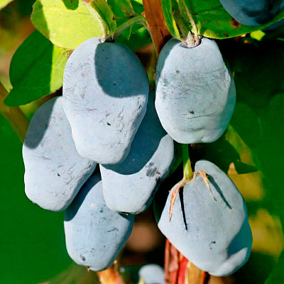 Жимолость Максин