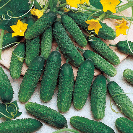 Фото Огурец Маринда F1