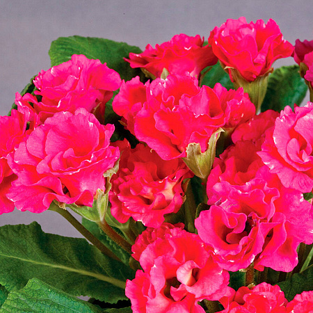 Фото Примула Розанна Розовая