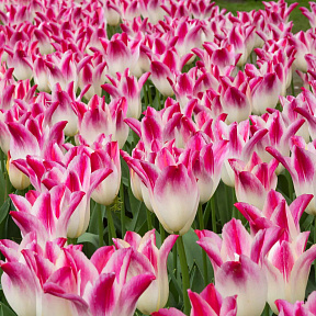 Тюльпан лилиецветный Уисперинг Дрим