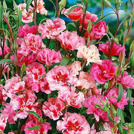 Фото Годеция крупноцветковая Яркий набор