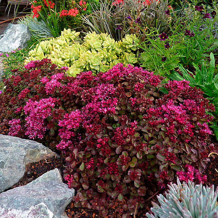 Фото Седум Вуду