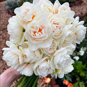 Нарцисс Гей Тейбор