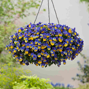 Виола ампельная Кул Вэйф Морфо