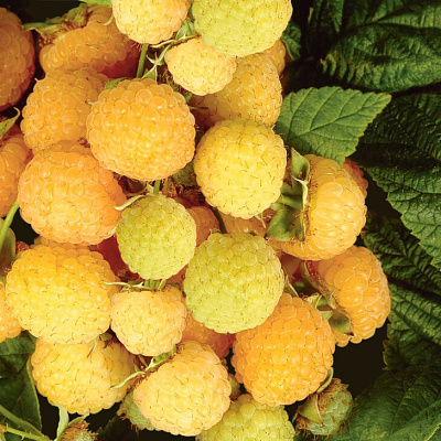 Малина ремонтантная Утренняя роса