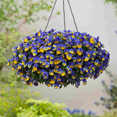 Виола ампельная Кул Вэйф Морфо