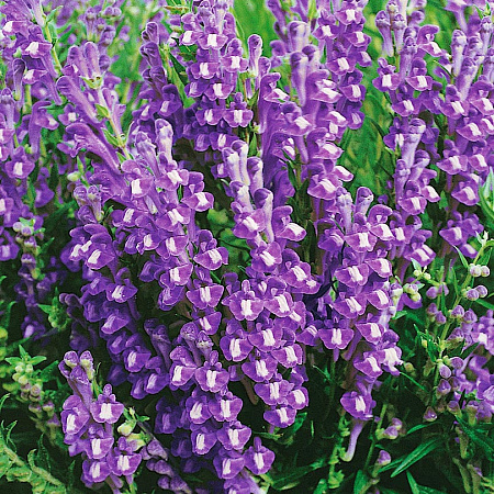 Фото Шлемник байкальский