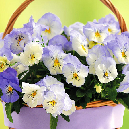 Фото Виола ампельная Кул Вэйф Морозное утро