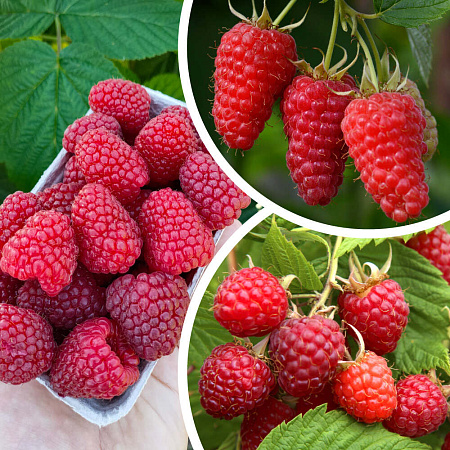 Фото Малина ремонтантная комплект №2 (Изобильная Казакова, Носорог,Помпончик)