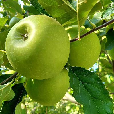 Яблоня Гренни Смит
