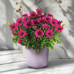 Остеоспермум Санни Компакт Эмма