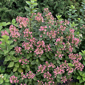 Гортензия метельчатая Дартс Литтл Дот