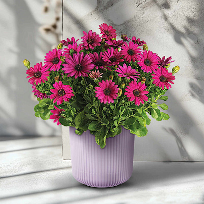 Остеоспермум Санни Компакт Эмма