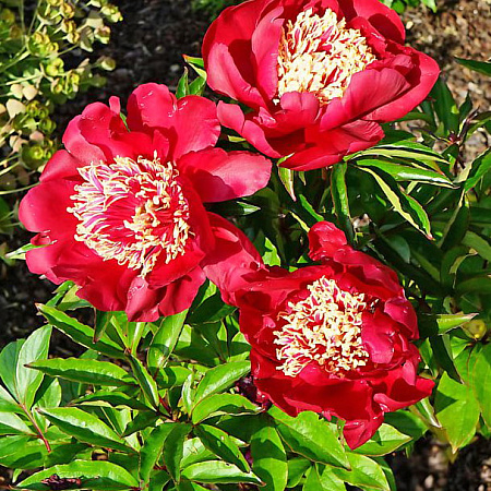 Фото Пион травянистый Чарльз Бургес