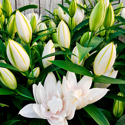 Лилия восточная Санни дабл баунти